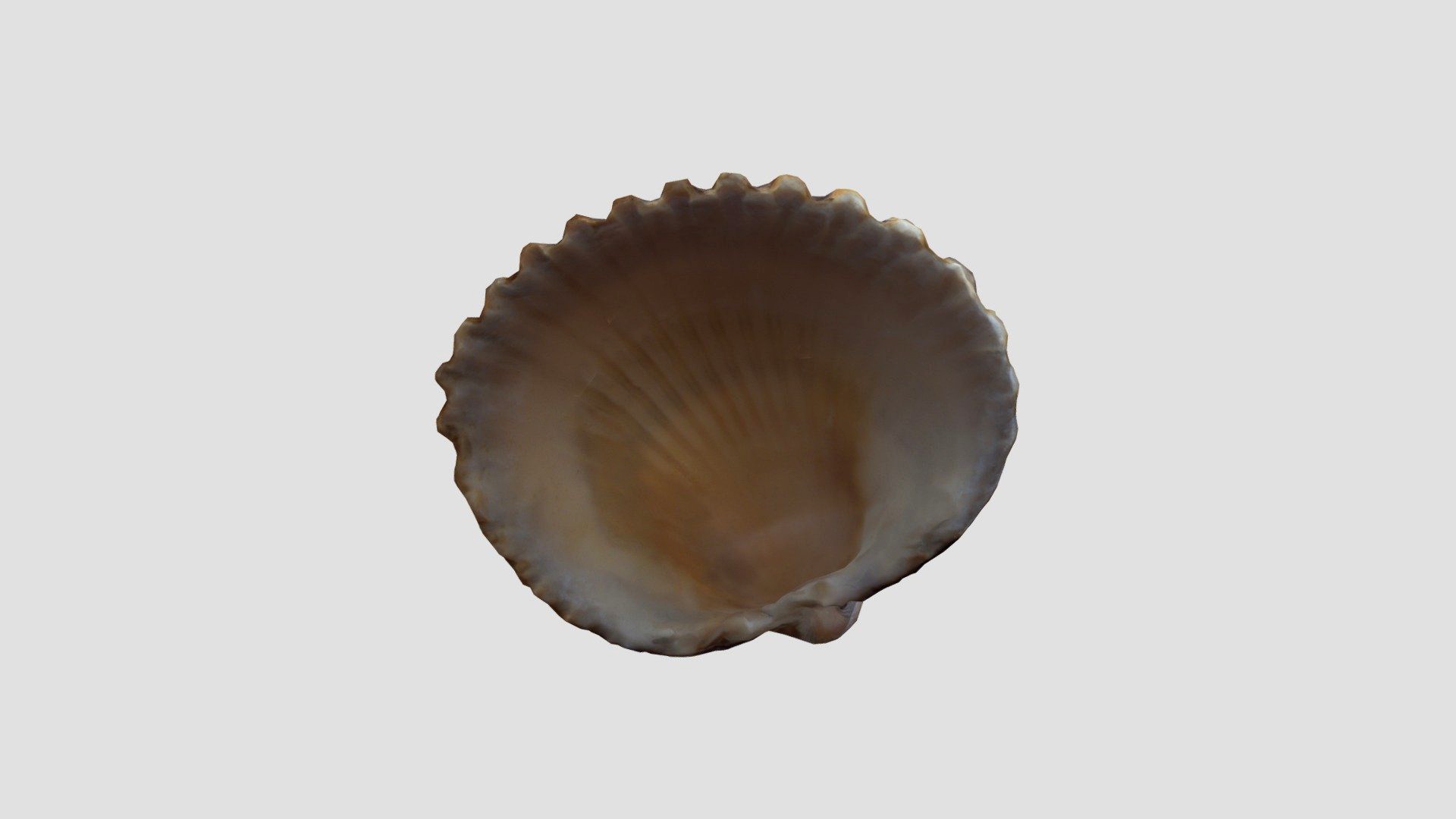 Seashell 10
