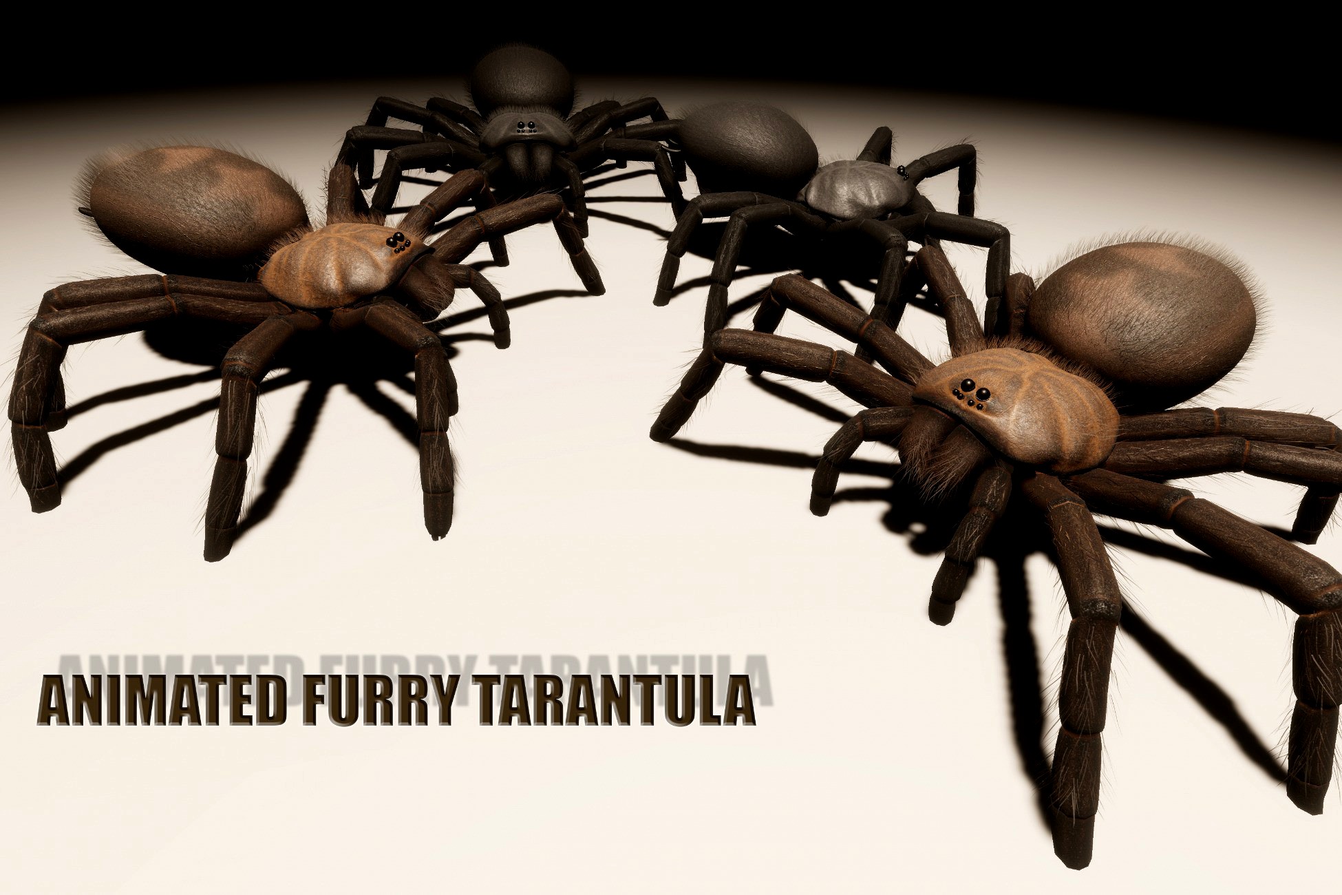 Realistic Animated Furry Tarantula