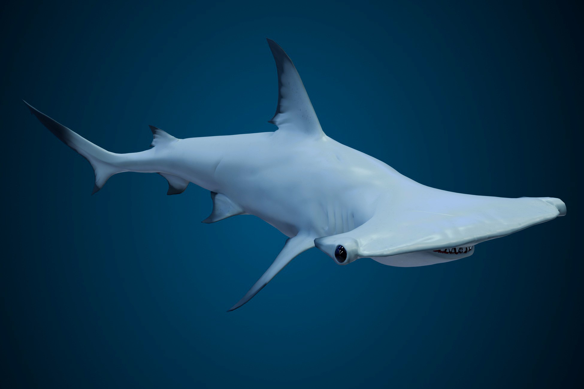 Animated Hammerhead Shark (02)