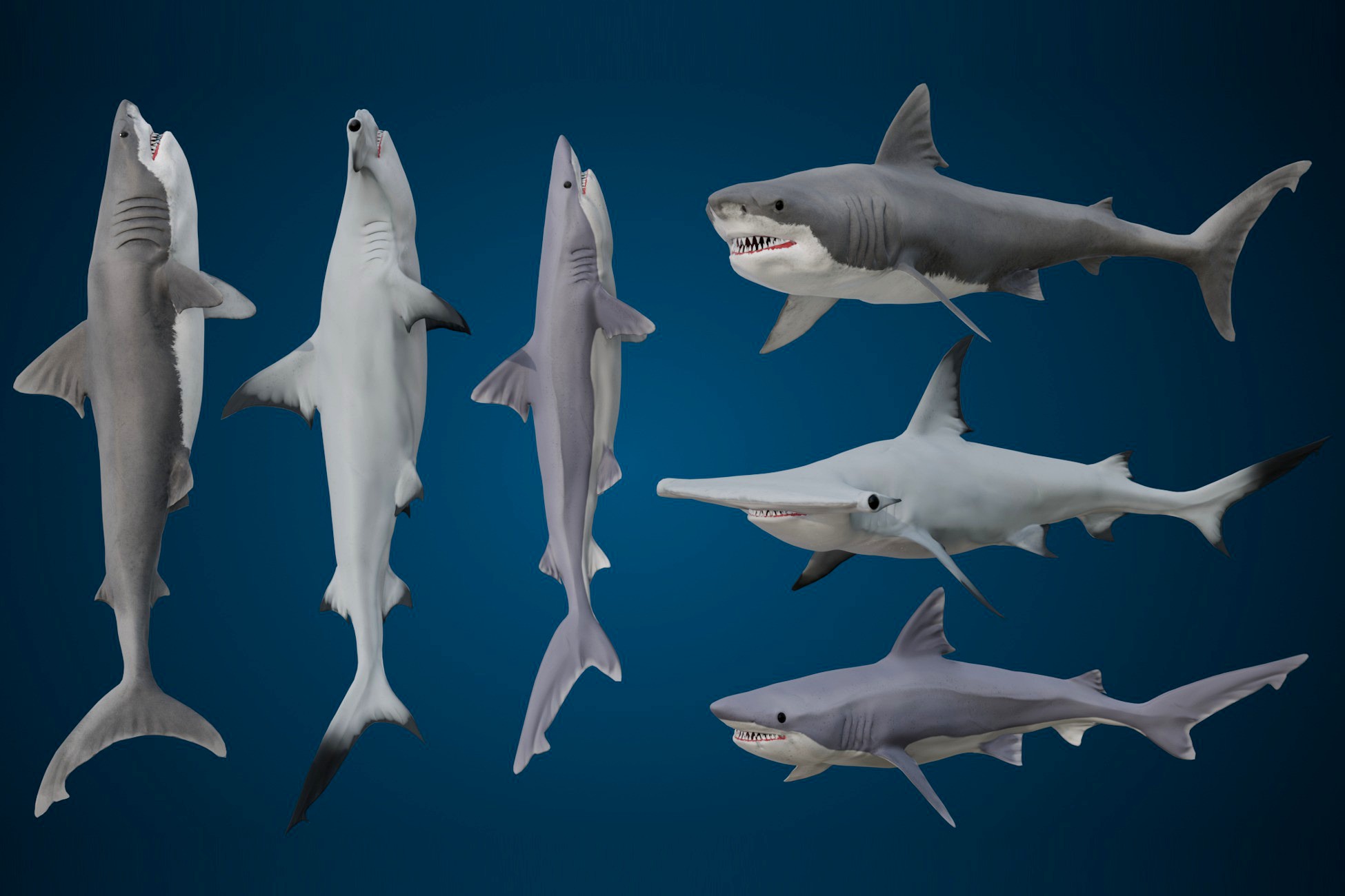Animated Sharks Bundle