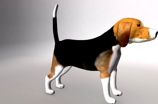 Beagle 3D Model