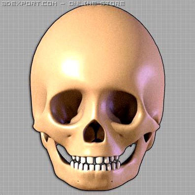 5 Year Old Child skull 3D Model