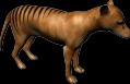 Thylacine 3D Model