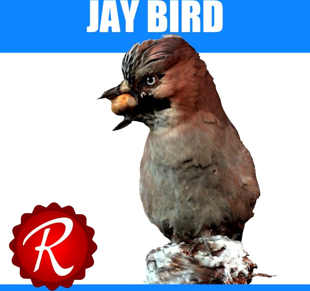 Jay Bird 3D Model