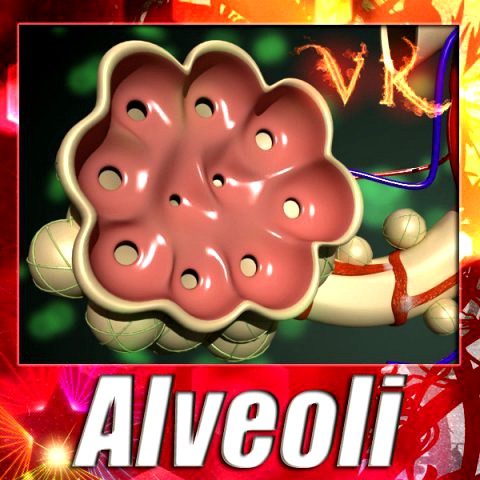 Alveoli Anatomy 3D Model