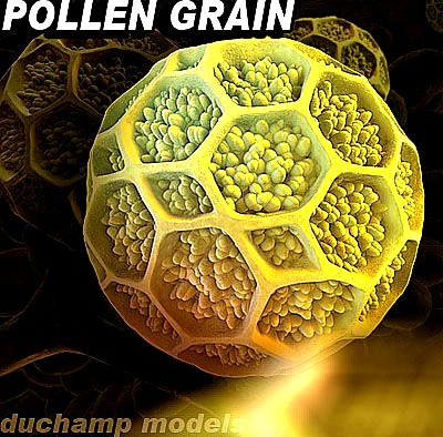 Pollen grain 3D Model