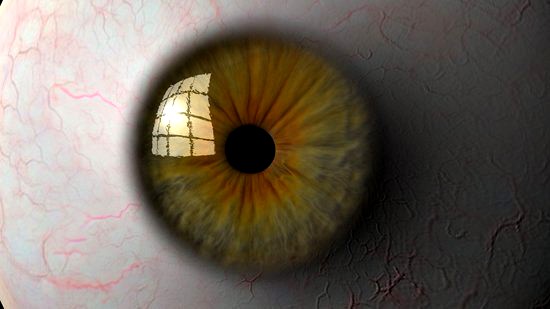 Eyeball 3D Model