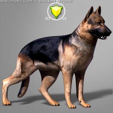 German Shepherd Textured 3D Model