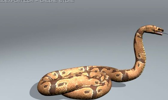 Boar Constrictor 3D Model