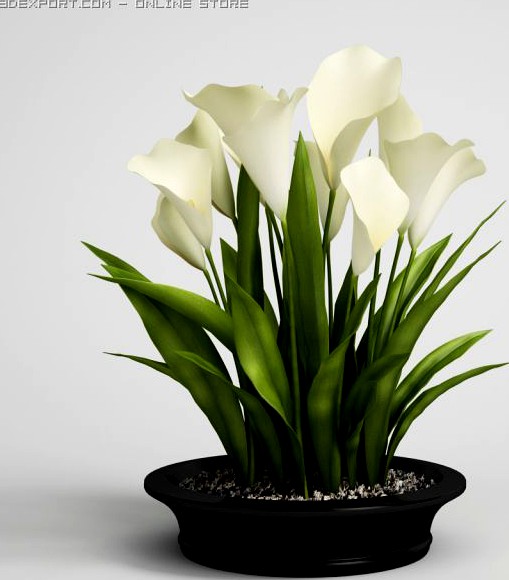Calla Lilies in Planter Pot CGAxis models 006 22 3D Model