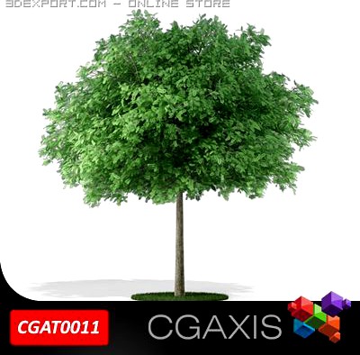Tree Black Locust CGAXIS 11 3D Model