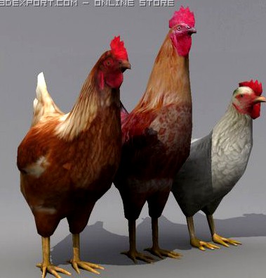 Rooster and Hens 3D Model