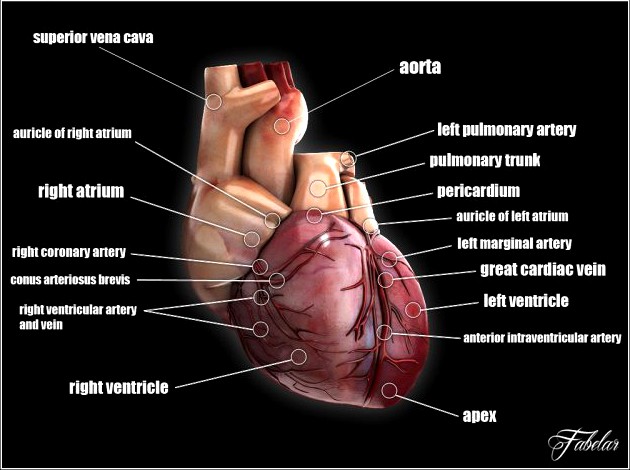 Human heart std mat 3D Model