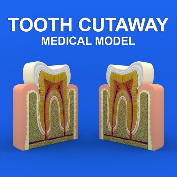 Tooth Cutaway 3D Model