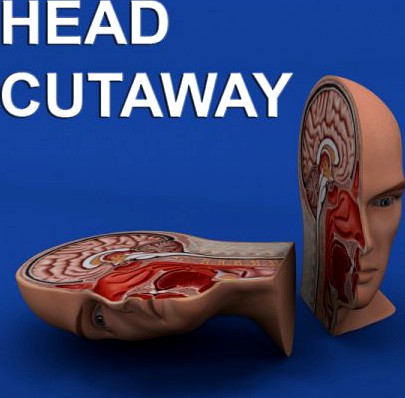 Head Cutaway Anatomy 3D Model