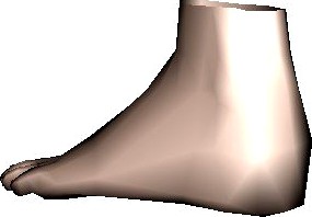 Foot 3D Model