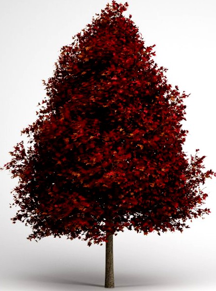 CGAxis Red American Sweetgum 10 3D Model