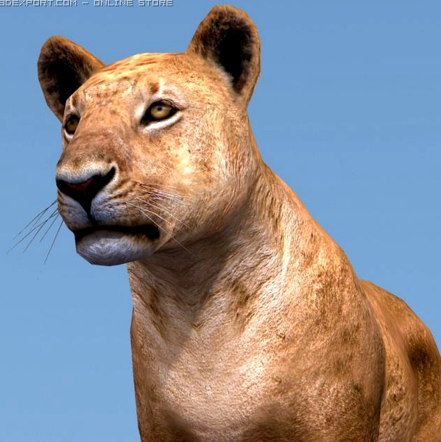 Lioness 3D Model