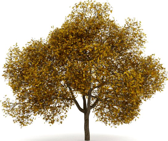 English Oak 8M Autumn 3D Model