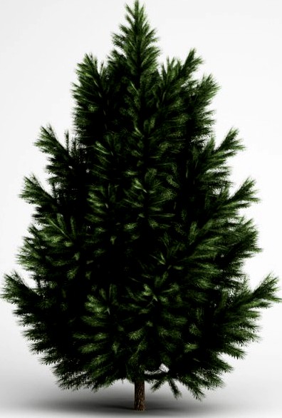 CGAxis European Black Pine 23 3D Model