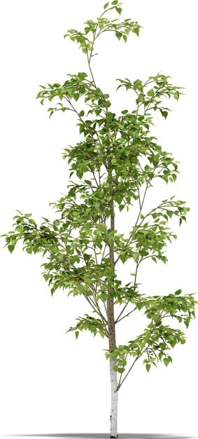 Birch 3D Model