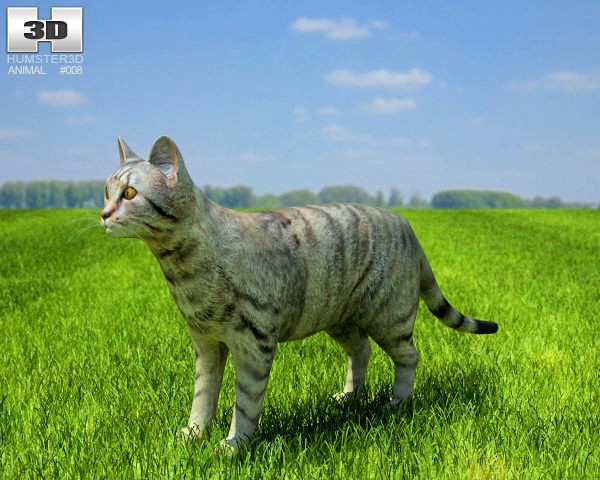 Domestic Cat 3D Model