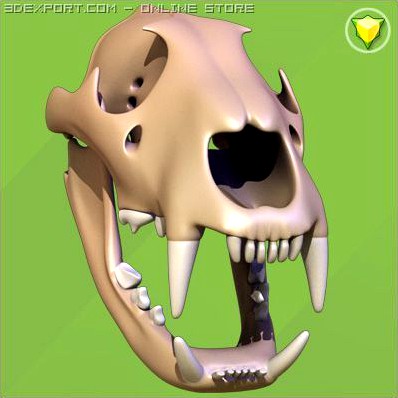 Lion skull 3D Model