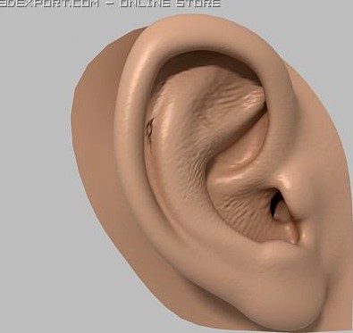 Human ear 3D Model