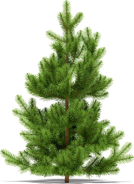 Pine 3D Model