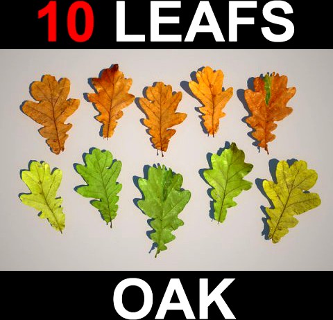 Oak Leafs 3D Model