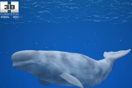 Beluga Whale Delphinapterus Leucas 3D Model