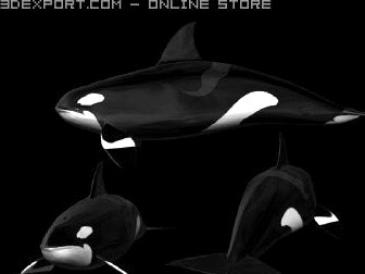 Orca AKA Killer Whale 3D Model