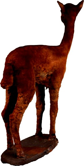 Alpaca 3D Model