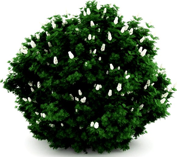 CGAxis Oakleaf hydrangea 3D Model