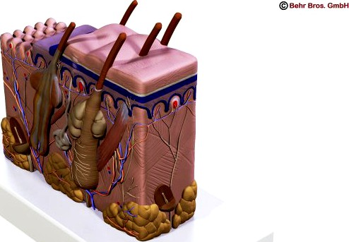 Skin 3D Model