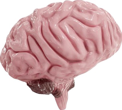 Brain model 3D Model