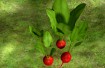 Radish plant 3D Model