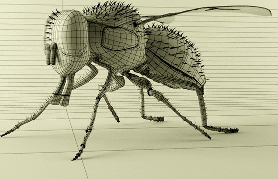 3D Fly