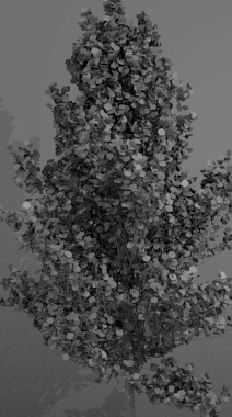 High-Poly Generic Tree