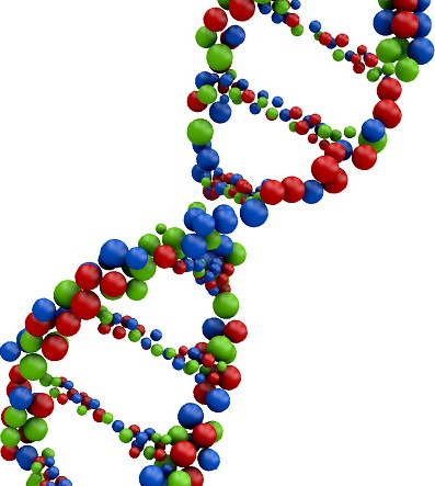 DNA Molecule Structure