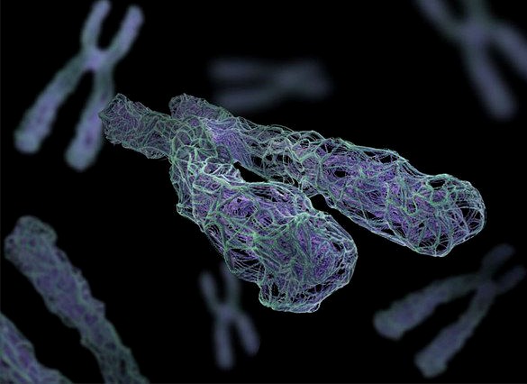 Chromosome 3D Model