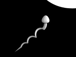 Sperm and egg