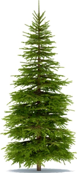 Spruce 3D Model