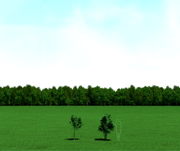 Maple (Acer) Trees 3d Models