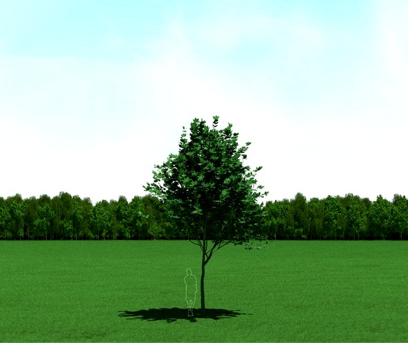 Maple (Acer) Tree 3d Model