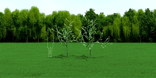 Blooming Cherry Tree 3d Models