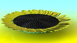 Sun flower