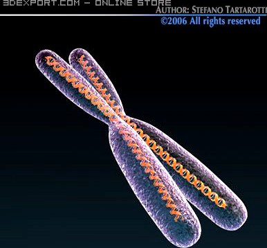 Chromosome with DNA 3D Model