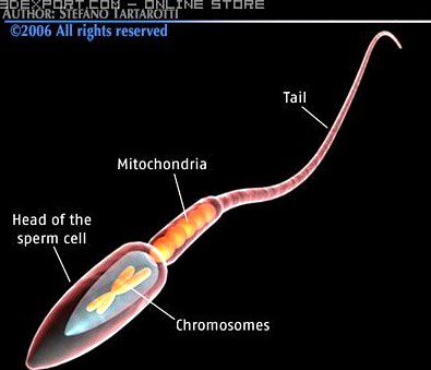 Sperm 3D Model