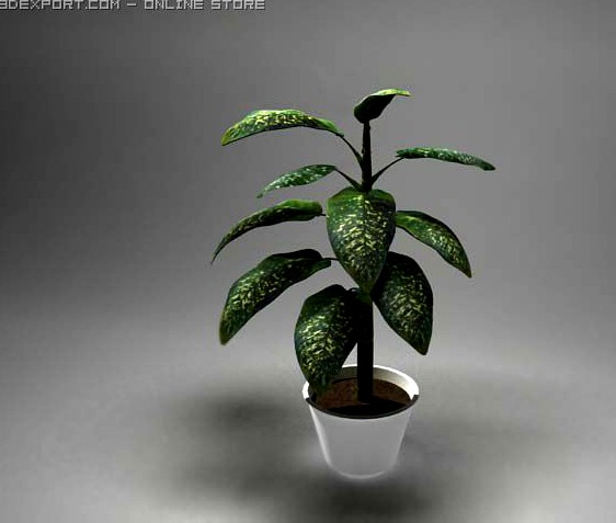 Plant Dieffenbachia 3D Model